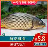 活鯉魚(yú).jpg